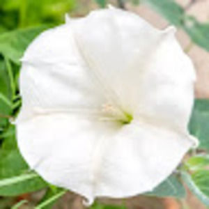 Meet your Posher, Animallover